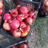 انار درجه یک کاشمر|خوردنی و آشامیدنی|سرخنکلاته, |دیوار