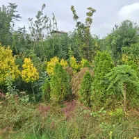 فروش  گلهای بیرونی با تخفیف ویژه|خدمات باغبانی و درختکاری|تنکابن, |دیوار