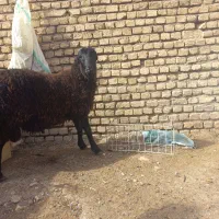بره نر وماده چاق