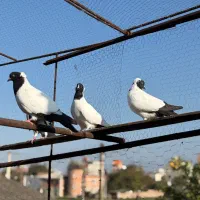 کبوتر راهب المانی|پرنده|گلوگاه, |دیوار