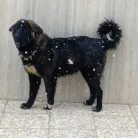 توله لاس|سگ|فولادشهر, زاینده رود|دیوار