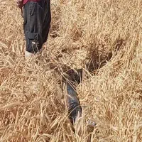 گندم بذری پیشگام