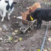 فروش ۴ راس گوساله نر