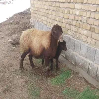 یک راس میش و بره