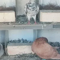 فروش کبوتر دورگ