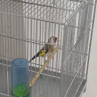 سهره