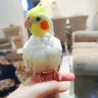 عروس هلندی