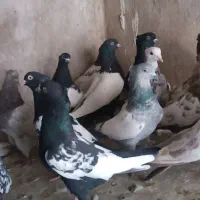 کفتر سینه و کله|پرنده|شیراز, پانصد دستگاه ارتش|دیوار