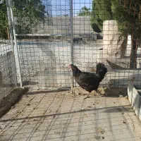 یک عدد مرغ محلی پاسیاه تخمگذار