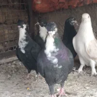 ریش زاغ سفید و.... بردسیر|پرنده|کرمان, |دیوار