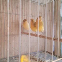 قناری ماده آماده|پرنده|جونقان, |دیوار