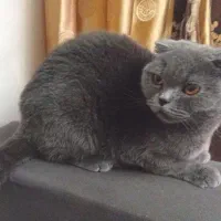 گربه بریتش اسکاتیش