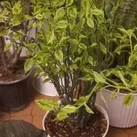 گلهای آپارتمانی درجه یک