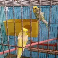 مرغ عشق پروانه ای|پرنده|نیمروز, |دیوار