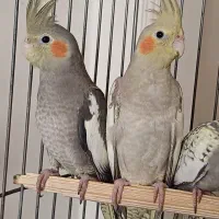 عروس هلندیهای زیبا دوستداشتنی|پرنده|تهران, بهار|دیوار