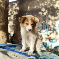 سگ پامر|سگ|پاکدشت, خاتون آباد|دیوار