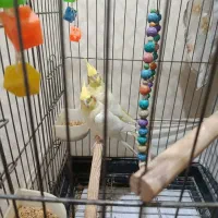 عروس هلندی لوتینو