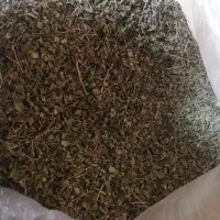 آویشن برگ پهن کوهی تازه گرمسیر