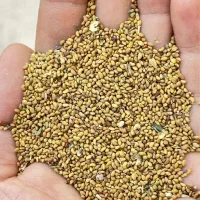 بذر یونجه رنجر آمریکایی