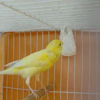 قناری نر مست خون