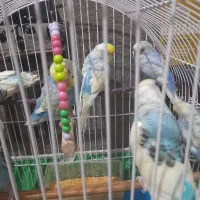 مرغ عشق سرحال و خوش آواز