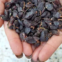 کشمش ملایر|عمده‌فروشی|ری, ملک‌آباد|دیوار