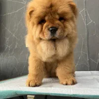 چاوچاو(چوچو)اصیل