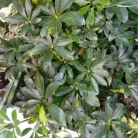 حراج گل آپارتمانی|گل و گیاه طبیعی|اندیشه, شهرک مریم|دیوار