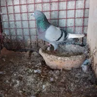 کبوترای پرشی خوش سو بپر ساعتی|پرنده|ساری, |دیوار