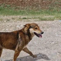 گمشده|حیوانات|خرمآباد, |دیوار