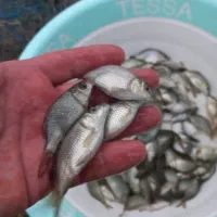 نوزادبچه ماهی|ماهی|اصفهان, درب کوشک|دیوار