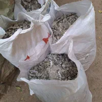 کودکبوتر وگوسفندی