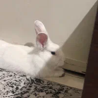 عسل خانم خرگوش ماده