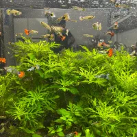 ماهی گوپی مولد|ماهی|اصفهان, نصرآباد|دیوار