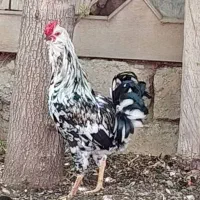 تخم نطفه دار|حیوانات مزرعه|بهبهان, |دیوار