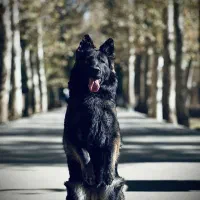 داگو گریت دین آکیتا آلابای خراسانی|سگ|تهران, سعادت‌آباد|دیوار