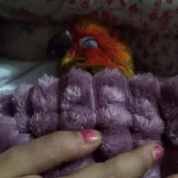 طوطی خورشیدی سانکانور|پرنده|رشت, کوی عرفان|دیوار