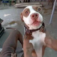 سگ پید بل|سگ|خورموج, |دیوار