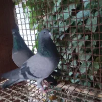 دمگیر.بدرنگ.فیروزه.خرقه