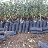 نهال پسته یکساله