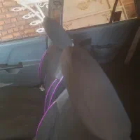 پراید مدل ۸۹|خودرو سواری و وانت|سبزوار, عارف|دیوار