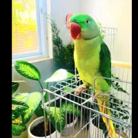 شاه طوطی ماده