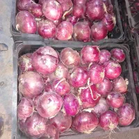 بذر پیاز قرمز تبریزی