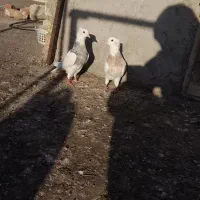 فروشی|پرنده|اردبیل, |دیوار