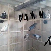 کفتر|پرنده|قم, آزادگان|دیوار