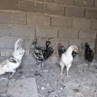 ۲عددخروس گلین