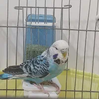 مرغ عشق انگلیسی|پرنده|سقز, |دیوار