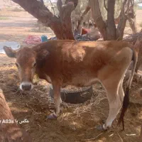 ۲و جلب ویه گوستر|حیوانات مزرعه|رودبار (کرمان), |دیوار