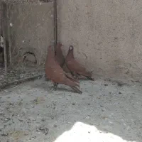 جوجه سرخ