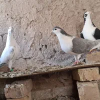 کفتر|پرنده|قهستان, |دیوار